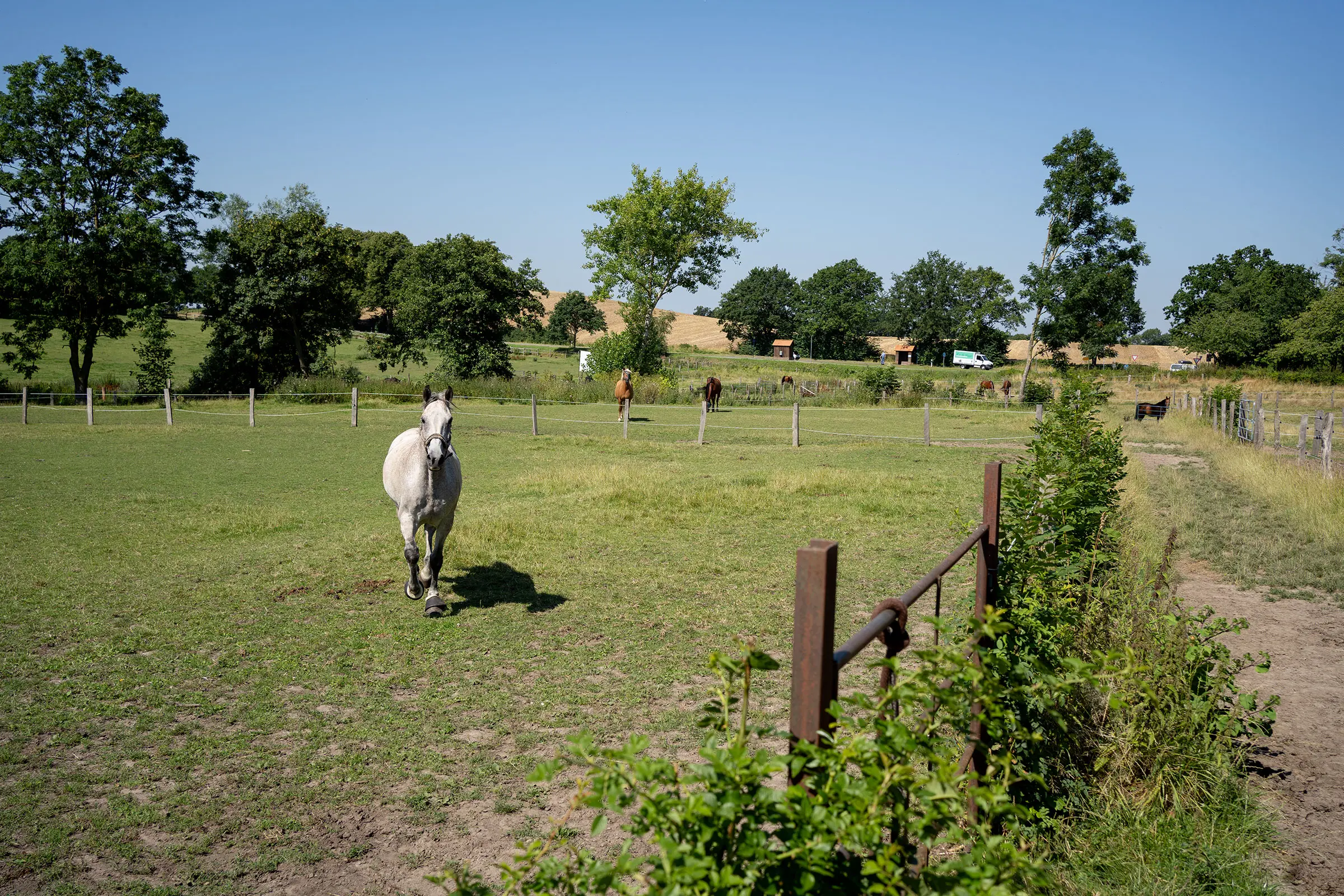 Pferd auf der Weide